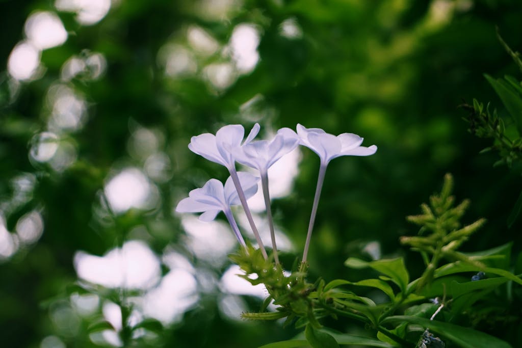 A close-up of white flowers in Guadalajara, Mexico, showcasing natural beauty.