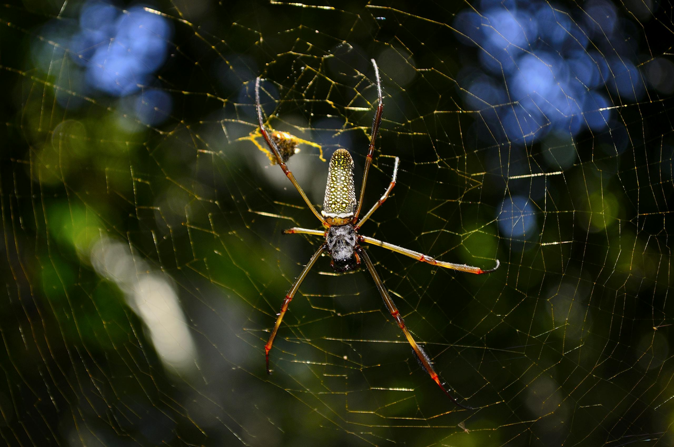 A vibrant Golden Orb-Weaver spider in a sunlit web with blurred foliage.