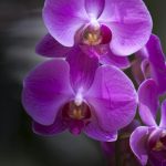 Close-up of a vibrant pink orchid with elegant petals in dramatic low light, showcasing its natural beauty.