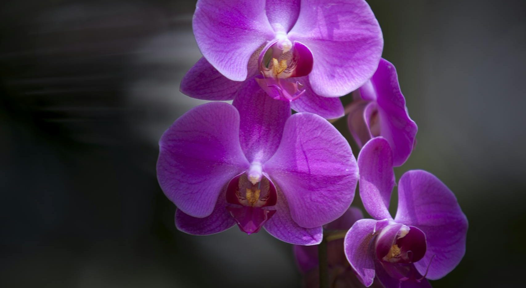 Regenerative Sessions in the Garden of Your Intentions  / Regenerative Sessions in the Garden of Your Intentions