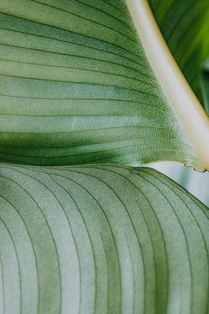 Detailed texture of tropical green leaves in a close-up botanical shot.