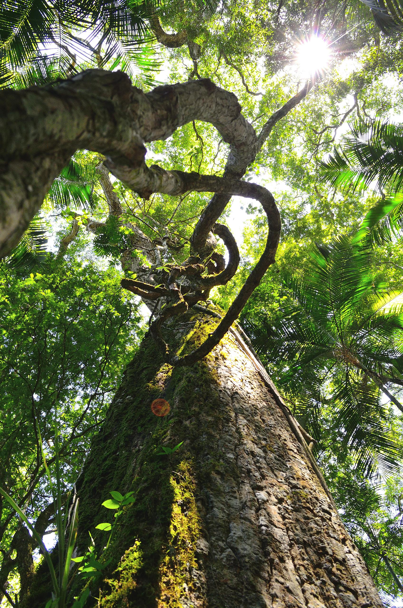 Low angle view of a towering tree in Iguazú, Argentina, showcasing sunlight through lush foliage.