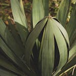 Sunlit agave plant showcasing vibrant green leaves in a natural setting.