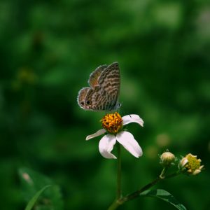 A close-up of a butterfly resting on a flower in a lush Guadalajara park.