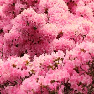 A stunning display of pink azalea flowers in full bloom, showcasing the beauty of nature.