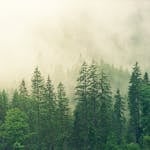 A tranquil misty forest landscape with dense green trees and foggy atmosphere.