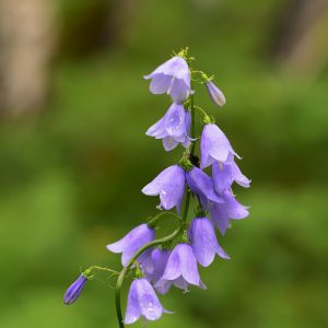 Close-up of blooming purple bellflowers against a blurred green background in a natural outdoor setting.