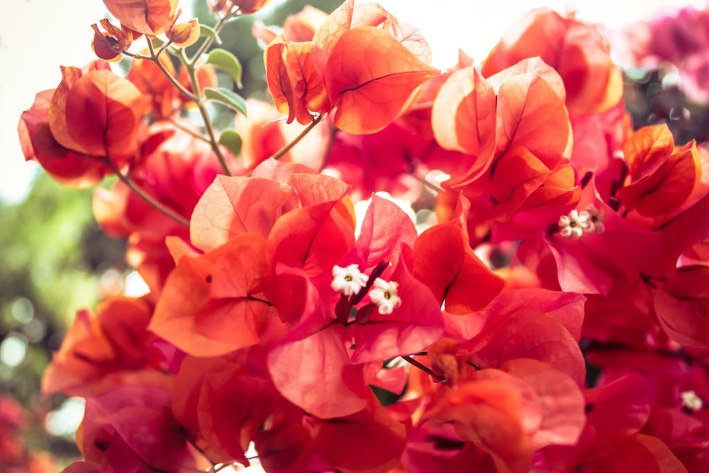 Close-up of vivid red Bougainvillea flowers in a sunny garden.