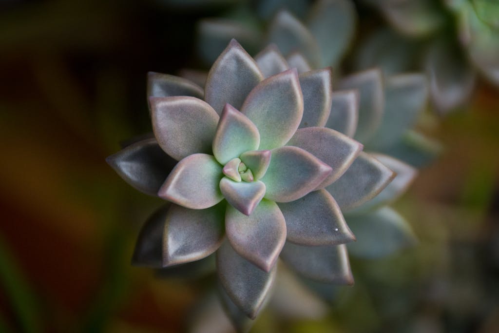 A captivating close-up of a succulent displaying a beautiful rosette pattern.