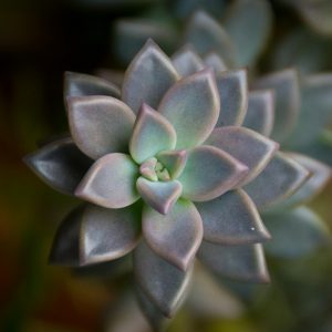 A captivating close-up of a succulent displaying a beautiful rosette pattern.