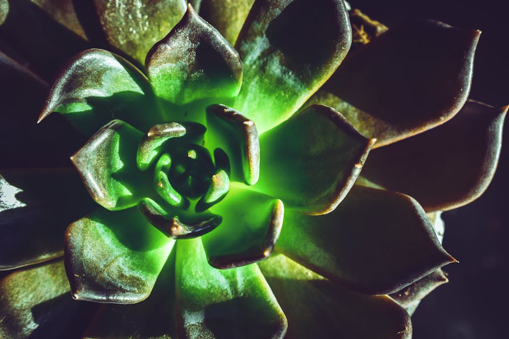 Close-up of a vibrant Echeveria succulent with glowing green leaves under dramatic lighting.