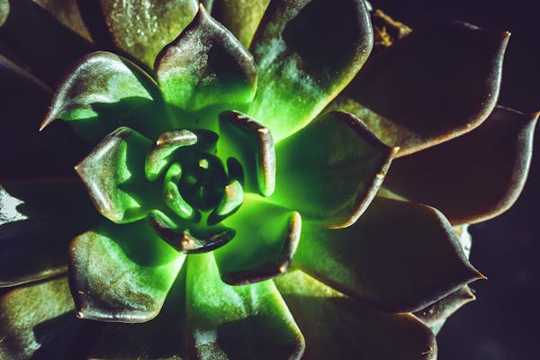 Close-up of a vibrant Echeveria succulent with glowing green leaves under dramatic lighting.