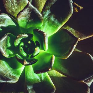 Close-up of a vibrant Echeveria succulent with glowing green leaves under dramatic lighting.