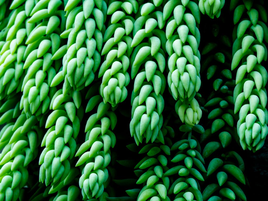 Detailed close-up of a lush green Burro's Tail succulent showcasing its unique texture and pattern.