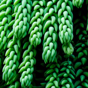 Detailed close-up of a lush green Burro's Tail succulent showcasing its unique texture and pattern.