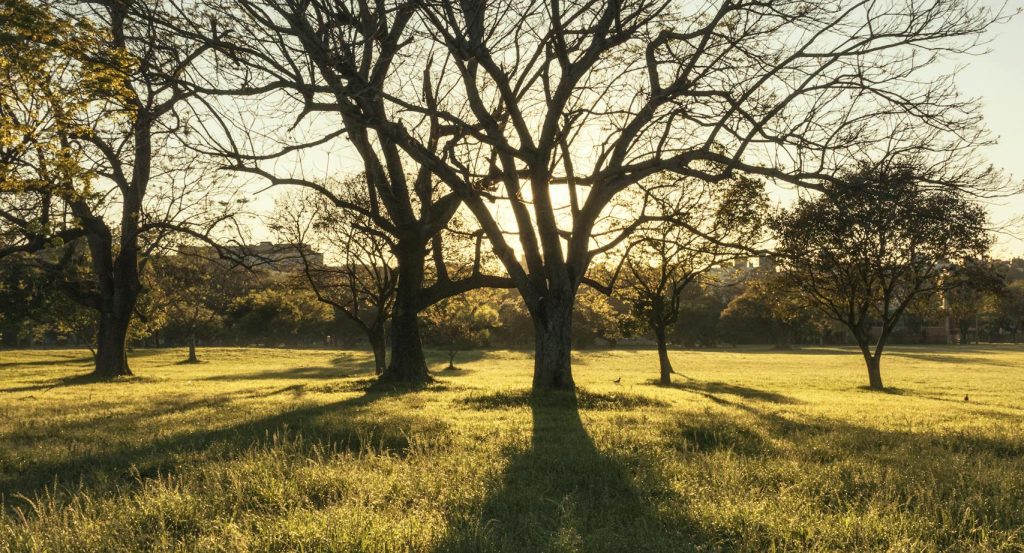 Captivating sunset illuminating a lone tree in a lush field in Rio Grande do Sul, Brazil.