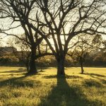 Captivating sunset illuminating a lone tree in a lush field in Rio Grande do Sul, Brazil.
