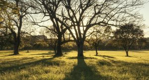 Captivating sunset illuminating a lone tree in a lush field in Rio Grande do Sul, Brazil.